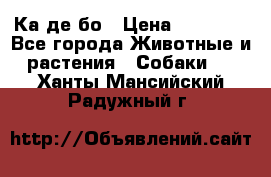 Ка де бо › Цена ­ 25 000 - Все города Животные и растения » Собаки   . Ханты-Мансийский,Радужный г.